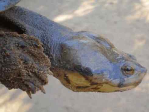 玄武：传说的兽原型探秘（玛塔龟）