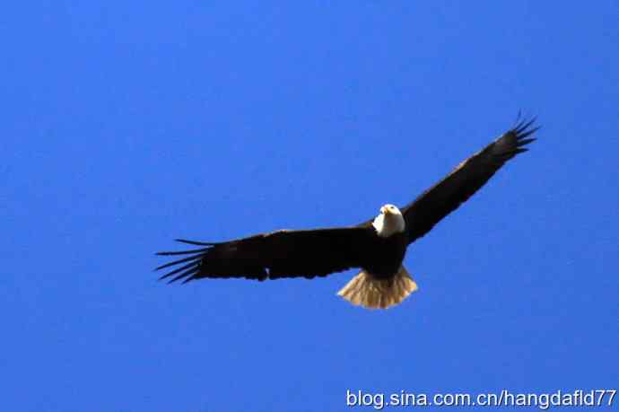 雄鹰在这里展翅飞过