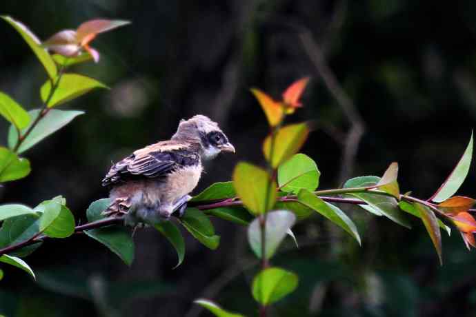 200.伯劳雏鸟上树危机四伏