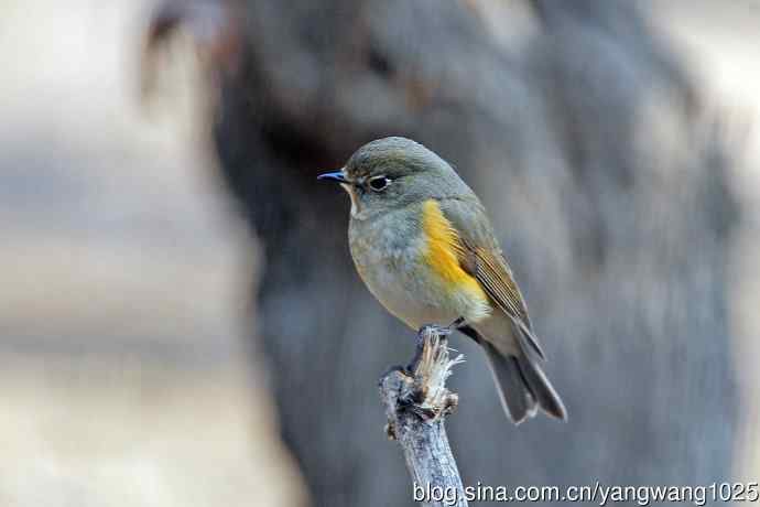 雌性红胁蓝尾鸲（66）