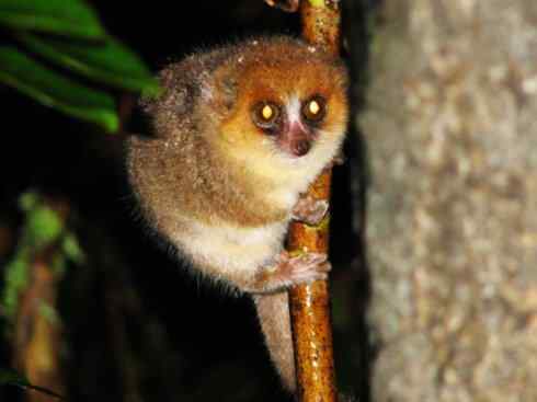 动物世界：山寨还是原创之十五