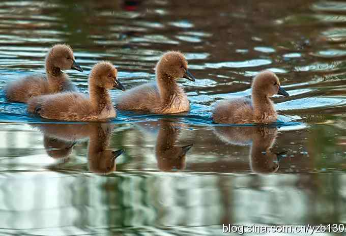 大的哪里来？小的哪里去？（组图，12张图片）