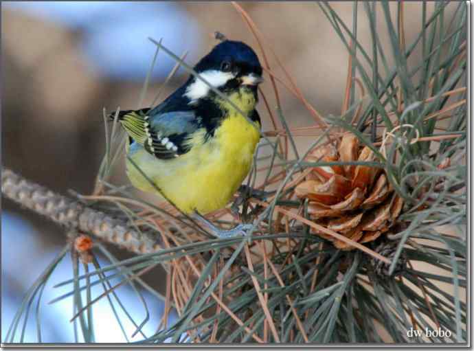 中国特有鸟种-黄腹山雀、黑头鳾