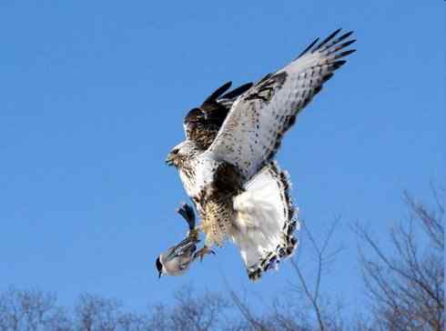 [组图]毛脚鵟与喜鹊