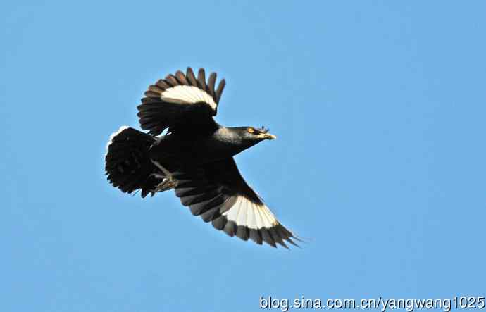 捕捉飞虫的八哥（记实）续3