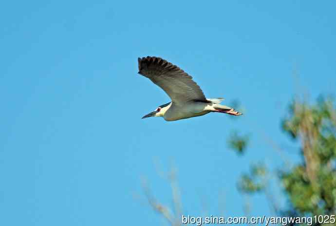 飞(夜鹭)76 飞(夜鹭)76