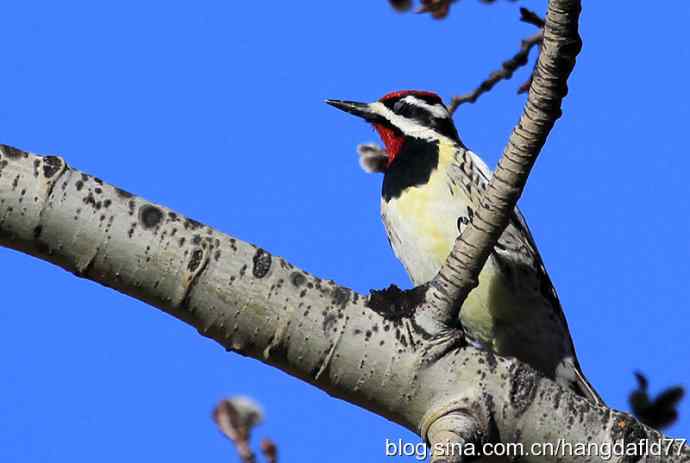 黄腹吸汁啄木鸟 黄腹吸汁啄木鸟
