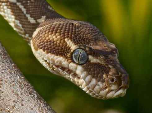 龙：传说的兽原型探秘（树蟒类）