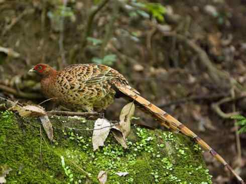 凤凰：传说的鸟原型探秘（雉鸡）