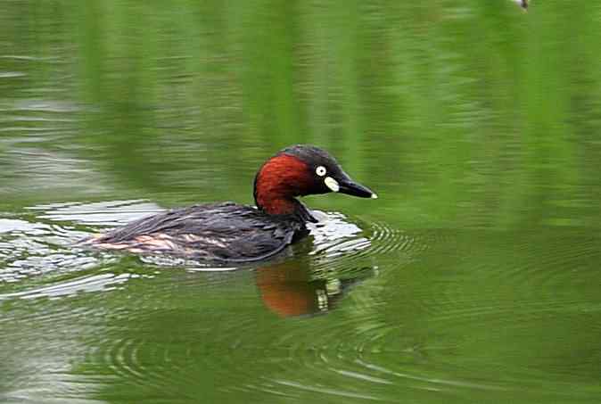 小掐架(圆明园)