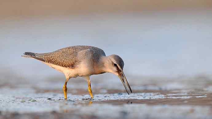 面向大海 wbr秋爽鹬唱