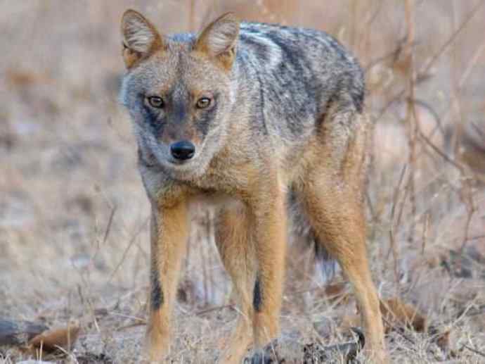 犬科:犬亚科犬属之金豺、黑背豺(胡狼类) 犬科:犬亚科犬属之金豺、黑背豺(胡狼类)