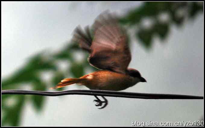 金海湖的鸟（5）鈥斺斆坝甏虻降幕冶巢停ㄗ橥迹
