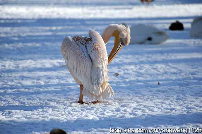 春雪之后（鹈鹕）