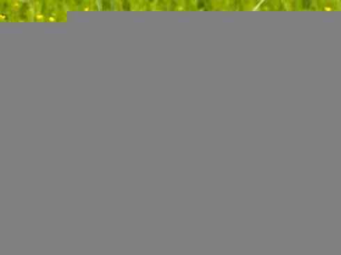 麒麟：传说的兽原型探秘（梅花鹿）