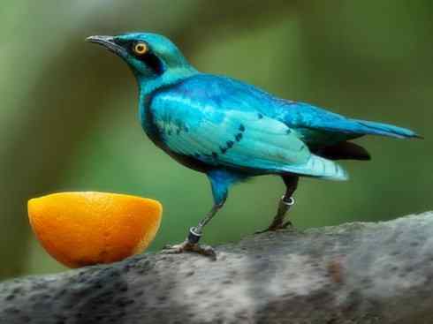 美丽无罪：雀鸟之辉椋鸟