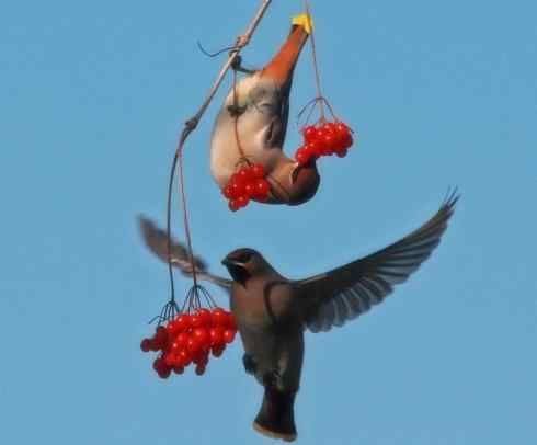 家禽驯化之源之二十