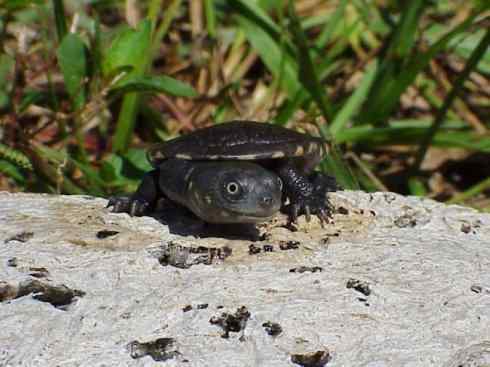 玄武：传说的兽原型探秘（澳洲长颈龟）