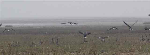 鄱湖候鸟乃我师