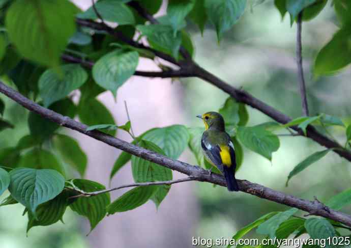 拍照与写博（绿背姬鶲篇）