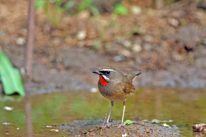 雄性红喉歌鸲（6）