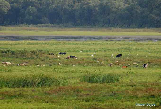 牛鹭两相伴 wbr景鸟一镜收 牛鹭两相伴 wbr景鸟一镜收