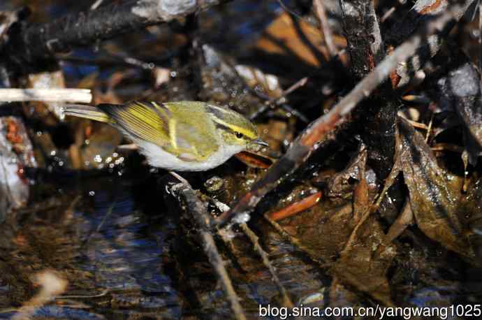 喝水的黄腰柳莺（1）