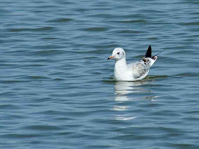 北戴河湿地演绎鸥鹭风情