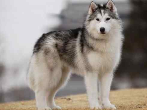 犬科：犬亚科犬属之澳洲野犬、歌唱犬、家犬