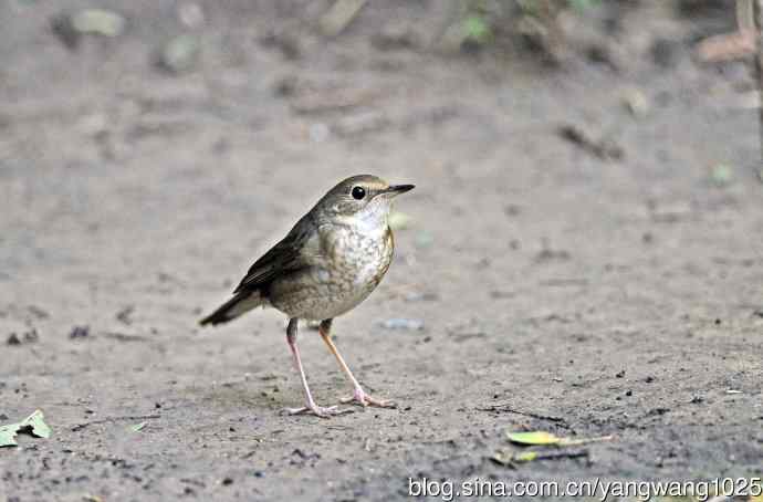 雌性蓝歌鸲（6）