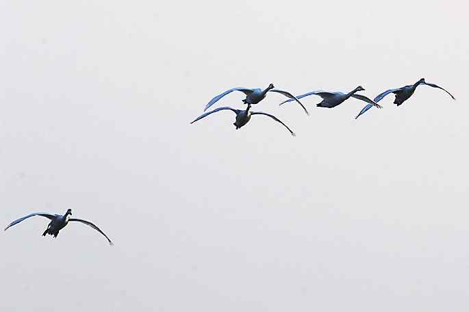 点击图片或使用键盘← →翻页