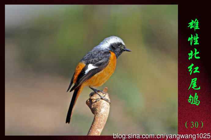 雄性北红尾鸲（30）