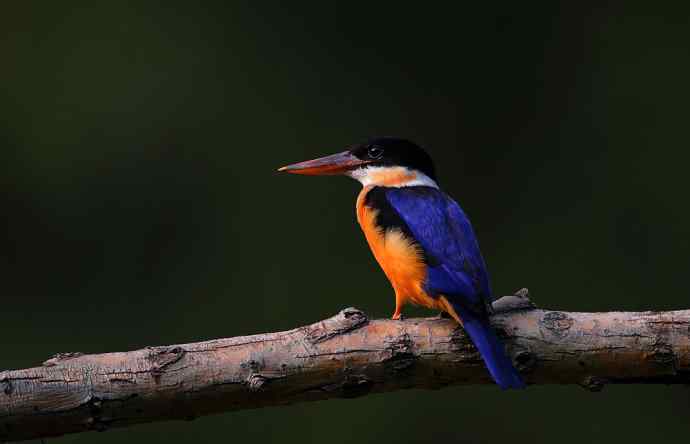 山重水复疑无路 wbr正是翡翠初长成(京城最美的野生鸟-蓝翡翠) 山重水复疑无路 wbr正是翡翠初长成(京城最美的野生鸟-蓝翡翠)