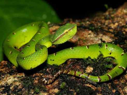 龙：传说的兽原型探秘（蝮蛇类）