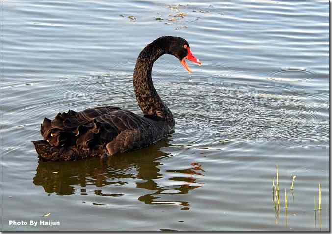  点击图片或使用键盘← →翻页