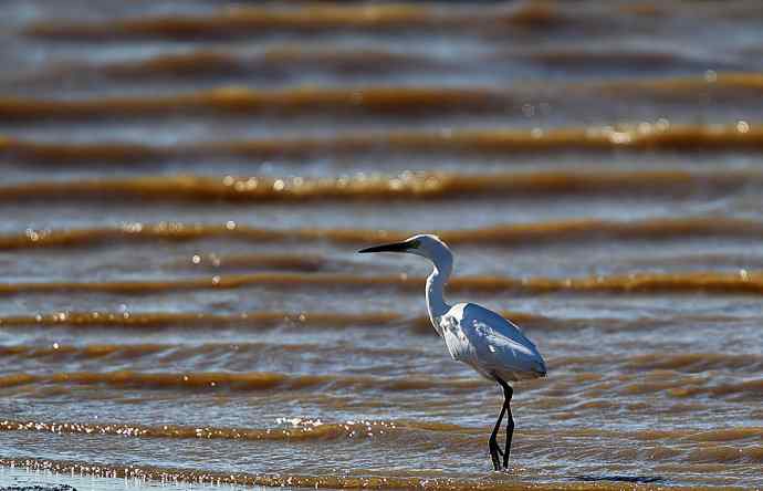 大美盘锦的风光和野鸟 大美盘锦的风光和野鸟