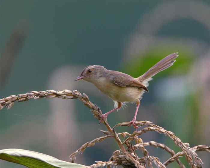 杭州老郑摄影续
