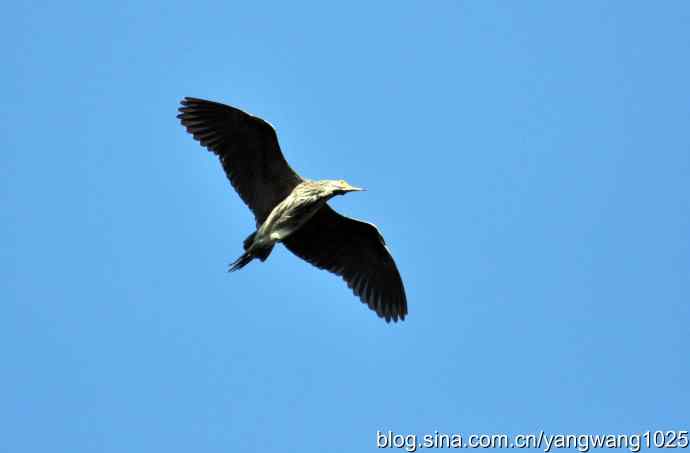 飞翔（夜鹭） wbr1