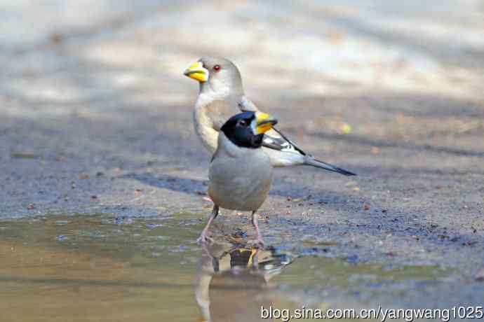 饮水的黑尾蜡嘴雀（1）