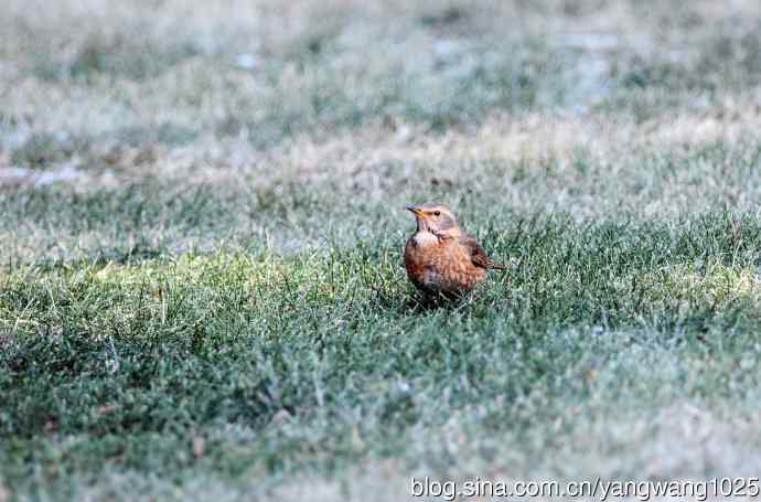 杂片（随走随拍）