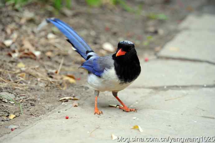 红嘴蓝鹊（4）