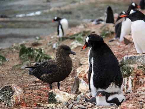 天生猎手：非猛禽类猎手（渡鸦、秃鹳）