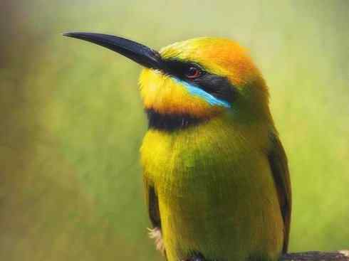 绝色攀禽：佛法僧目之蜂虎3