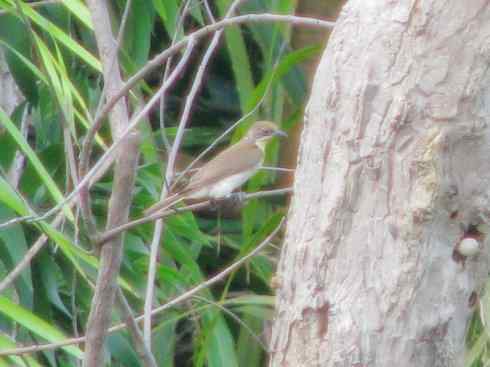 十大喜食蜂蜜动物:黑喉响蜜鴷 十大喜食蜂蜜动物:黑喉响蜜鴷