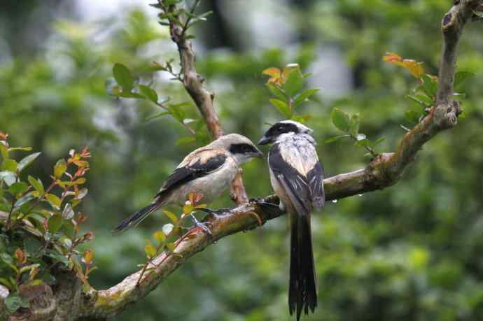 206.小伯劳成长记（2）雨中喂食