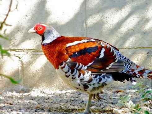 凤凰：传说的鸟原型探秘（雉鸡）