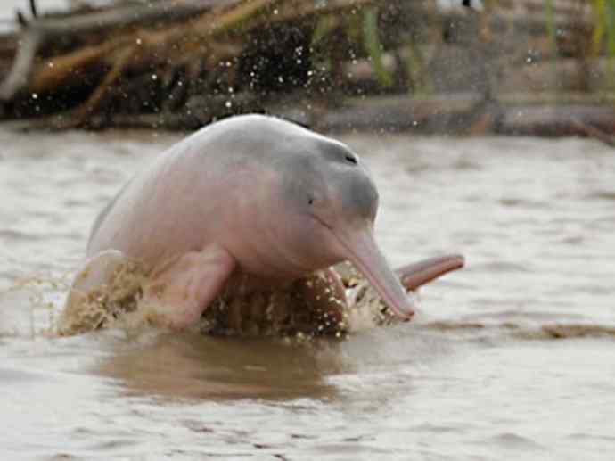 犬科：薮犬亚科薮犬属之薮犬