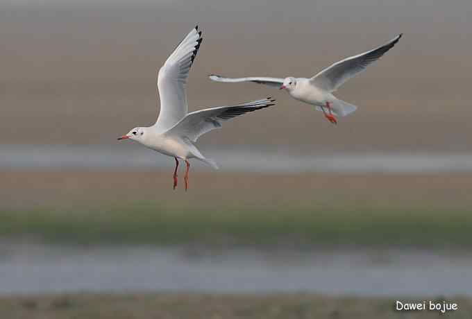 红嘴鸥