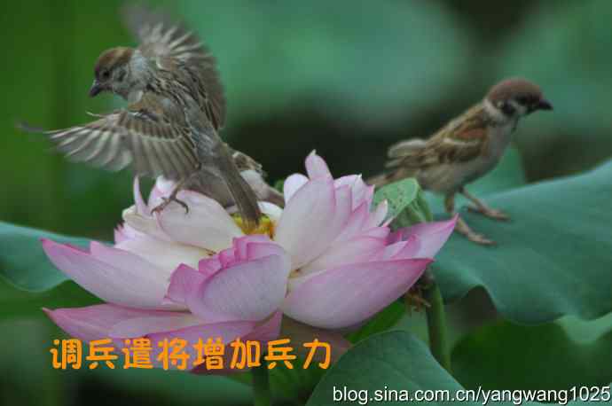 领地的和平与战争