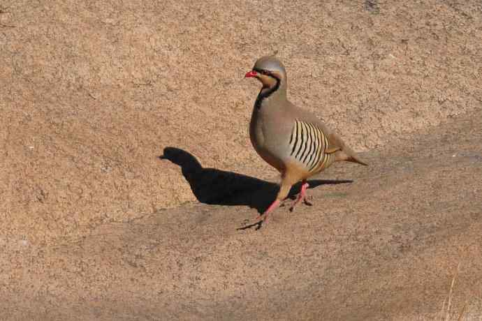 山岩上的石鸡★ 山岩上的石鸡★